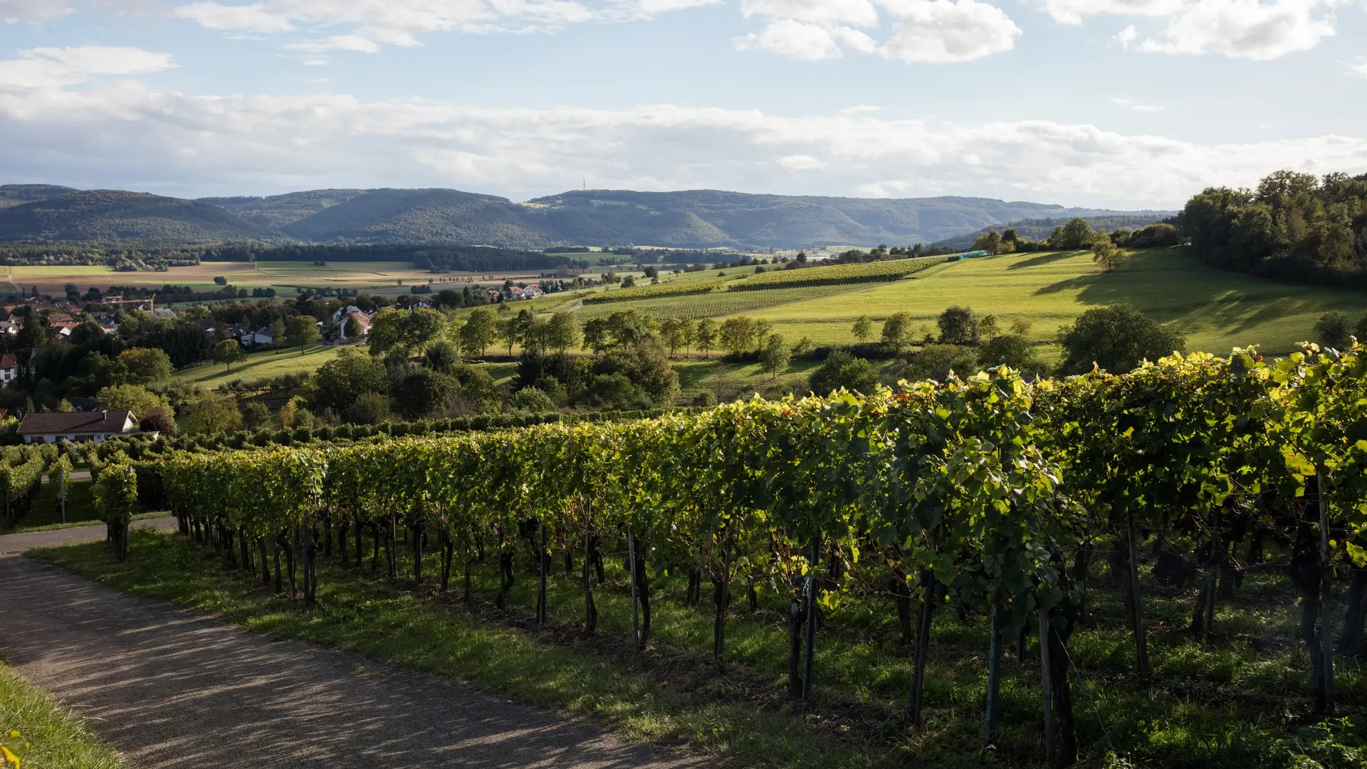 Weinberge im Klettgau